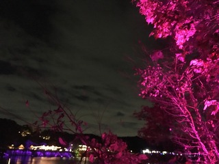 018E12A9-13BF-4B39-BC1F-DD4E1953CC9E.jpeg