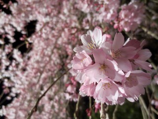 0354E8EB-2AAA-41AA-940B-959FEA2D365A.jpeg