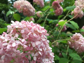 0A3C51B1-353F-49E3-9680-D667733520E0.jpeg