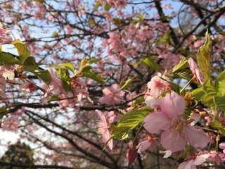 0EC590DF-B03A-45E1-BD1E-37C1A4ADD596.jpeg