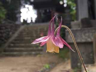 0EE1857D-A5DB-4F40-A5D3-0D8A05CA7357.jpeg