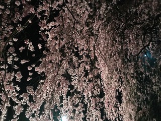 136836C7-F42B-4725-A401-4D2B56BDBCC6.jpeg