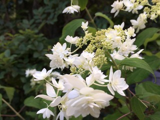 6FF1421D-7668-48E0-8926-D7AA68A77B03.jpeg
