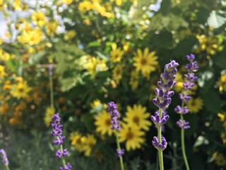 80FAA136-2166-46DD-BB82-C848A071F61A.jpeg