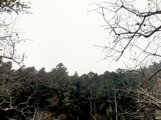 91D9C763-D8ED-40E1-AD50-38048E6A87E9.jpeg