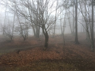 9EA78E09-B257-4C5B-8713-A84370B87E0F.jpeg