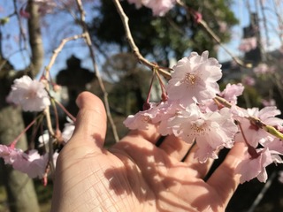 A9E542F6-69CC-4EDA-9A21-6058FB277575.jpeg