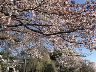 AD8226E8-D3CF-4125-BD36-464085E2CC57.jpeg