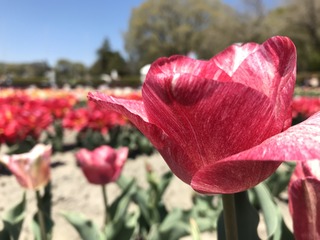 B95FD935-1B1E-431B-ACDE-9B36185760ED.jpeg