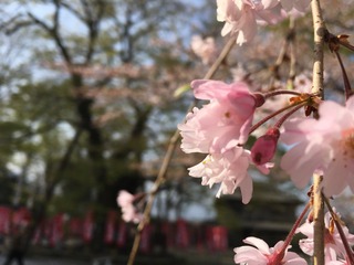BA161940-1AB5-4B0D-AE39-92874DB837CB.jpeg
