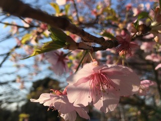 CA529A09-48E5-471D-90E9-B9CE4AF92D3B.jpeg