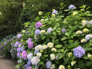 D33C1559-DD57-4E08-B5FE-20603E6507B2.jpeg