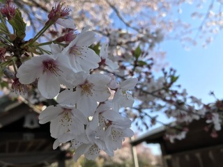 D7D8AE92-7D45-40F4-8C11-9BD58658CF63.jpeg
