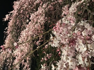 E0421D0D-FE13-4A65-A38E-50AA7F015D23.jpeg