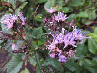 E1091A5B-055C-45B8-AECC-75A4819E44D2.jpeg