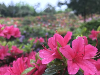 EB533507-D0CF-4C90-A8B2-4FC3F81D134E.jpeg