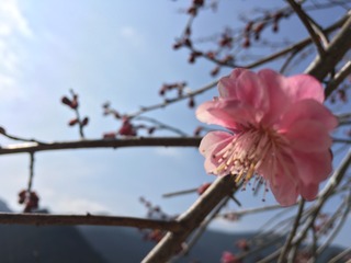FC40D6D5-6540-4CA0-B9BE-F2DC1C3D6EED.jpeg