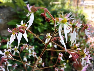 IMG_7632.JPG