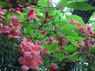 IMG_7753.JPG