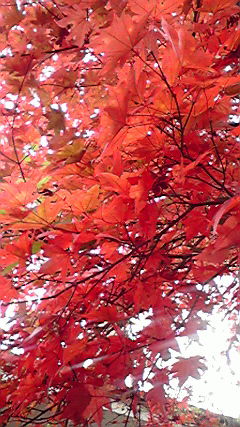 2009110810120000.jpg