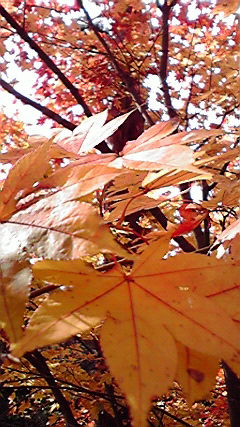 2009110811050001.jpg