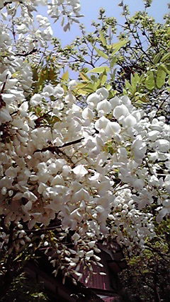 2010050512130000.jpg