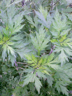 201005071219000.jpg