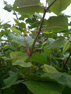 201005071218000.jpg