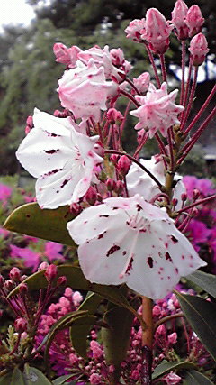 2010051212110000.jpg