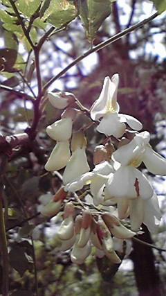 2010051212240000.jpg